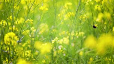 Arı, hardal tohumu çiçeğinden nektar toplar..