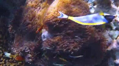 Konik tuzlu su balığı, palyaço balığı - Maldivler 'deki mercan resifi, Anemonish