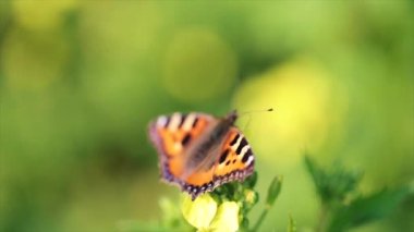 Kelebek bir çiçeğe yavaş çekimde yaklaşır.