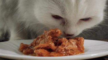 Kedi Kedi maması yiyor.