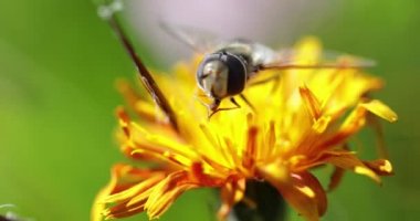 Arı, çiçek Crepis Alpina 'dan nektar toplar.