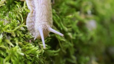 Helix pomatia ayrıca Romalı salyangoz, Burgundy salyangozu, yenilebilir salyangoz veya salyangoz, Helicidae familyasından bir karasal pulmonat yumuşakçasıdır..
