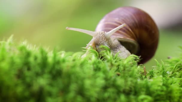 Helix pomatia också romersk snigel, Bourgogne snigel, ätlig snigel eller escargot, är en art av stora, ätbara, luft-andas mark snigel, en landlevande pulmonat snäcka i familjen Helicidae. — Stockvideo