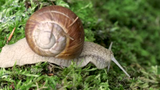 Το Helix pomatia επίσης Roman snail, Burgundy snail, bedible snail ή escargot, είναι ένα είδος μεγάλου, βρώσιμου, αερόβιου χερσαίου σαλιγκαριού, ενός χερσαίου πολωνικού γαστερόποδου μαλακίου της οικογένειας των Helicidae. — Αρχείο Βίντεο
