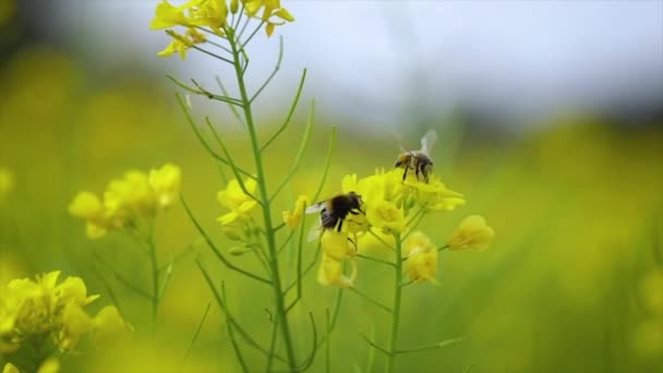 Bee collects nectar from mustard rapeseed flower slow motion. — Stock Video