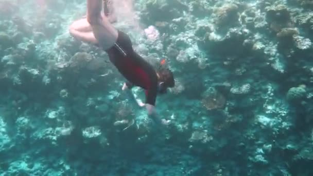 Mergulho de snorkeler ao longo do coral cerebral. Recifes de Coral nas Maldivas — Vídeo de Stock