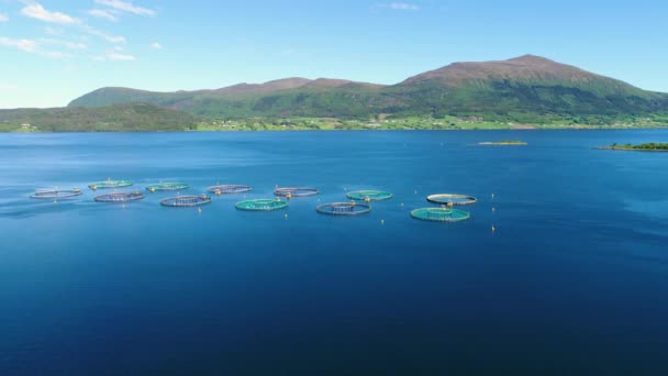 Letecké záběry Lov lososa chovaného pro hospodářské účely v Norsku. Letecké lety FPV dronem. — Stock video