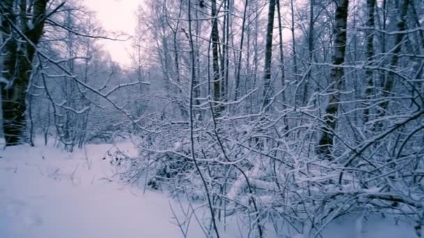 Snowy branches in forest. — Stock Video