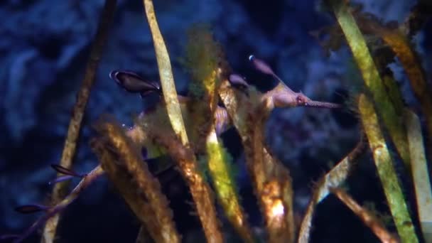 一般的なシダゴン（Phyllopteryx taeniolatus）は、シーホースに関連する海洋魚である。. — ストック動画