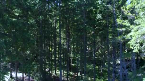 Naar boven vliegend met uitzicht over de immer groene dennenbomen in het bos. Italië Alpen — Stockvideo
