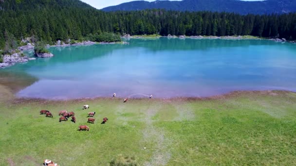 Pferde grasen auf der grünen Wiese. See Lago di Fusine Superiore Italien Alpen. Drohnenflüge aus der Luft. — Stockvideo