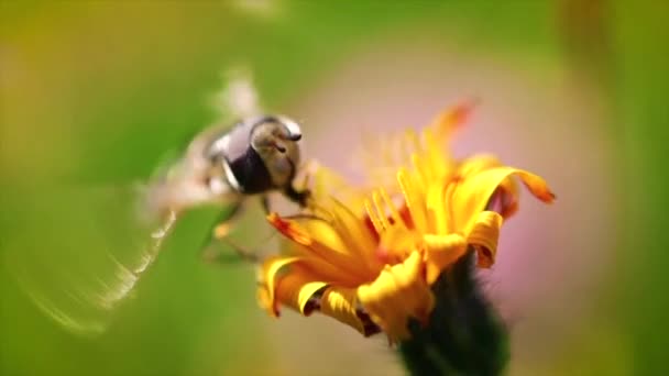 Wasp recueille le nectar de fleur crepis alpina ralenti . — Video