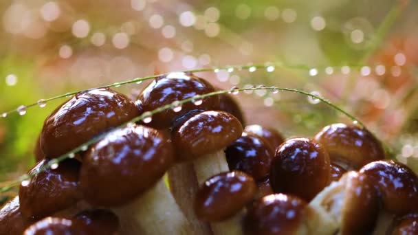 Armillaria Cogumelos de mel agárico Em uma floresta ensolarada na chuva. Fungo de mel são considerados na Ucrânia, Rússia, Polônia, Alemanha e outros países europeus como um dos melhores cogumelos selvagens . — Vídeo de Stock