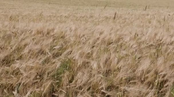 Bidang gandum, telinga gandum bergoyang dalam pandangan angin. — Stok Video
