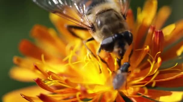 Оса собирает нектар из цветочного крепа альпийской — стоковое видео
