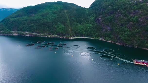 Filmati aerei Fattoria pesca al salmone in Norvegia — Video Stock