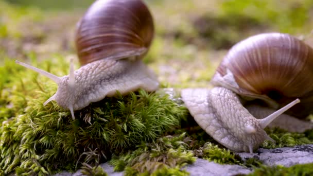 Helix pomatia aussi escargot romain, escargot de Bourgogne, escargot ou escargot comestible, est une espèce de grand escargot terrestre comestible, respirant l'air, un mollusque gastéropode pulmonaire terrestre de la famille des Helicidae. — Video