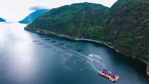 Imagens aéreas Fazenda pesca de salmão na Noruega — Vídeo de Stock