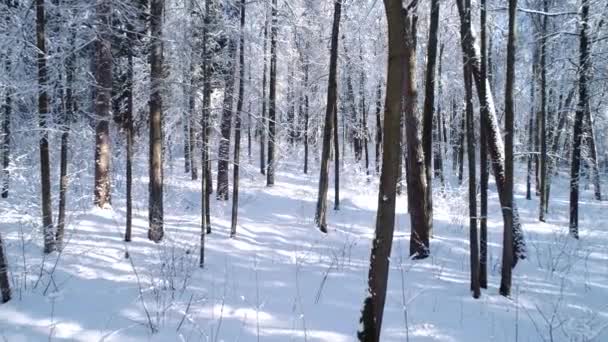 Im verschneiten Waldwinter zwischen den Bäumen fliegen. — Stockvideo