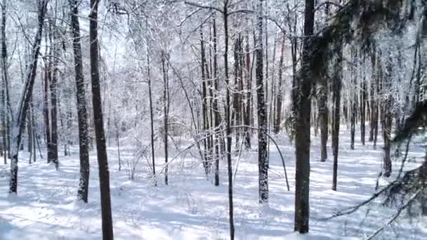 Flyger mellan träden i snöig skog vinter. — Stockvideo