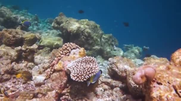 Rif met een verscheidenheid aan harde en zachte koralen en tropische vissen. Malediven Indische Oceaan. — Stockvideo