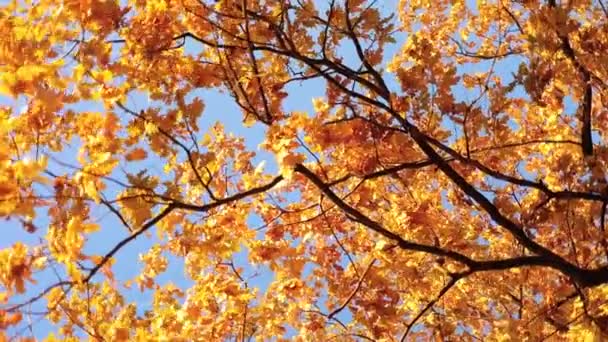 Vallende herfstbladeren zon — Stockvideo