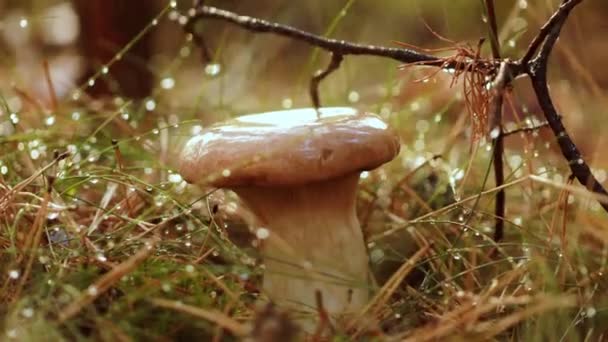 Houba Boletus v slunečném lese v dešti. Boletus je rod hub produkujících houby, zahrnující více než 100 druhů. — Stock video