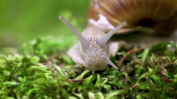 Helix pomatia aussi escargot romain, escargot de Bourgogne, escargot ou escargot comestible, est une espèce de grand escargot terrestre comestible, respirant l'air, un mollusque gastéropode pulmonaire terrestre de la famille des Helicidae.