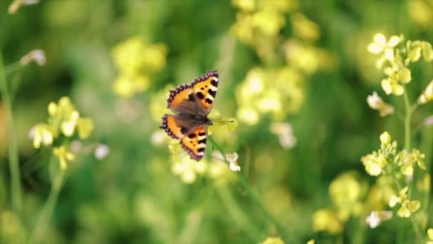 Borboleta closeup em uma flor em câmera lenta — Vídeo de Stock