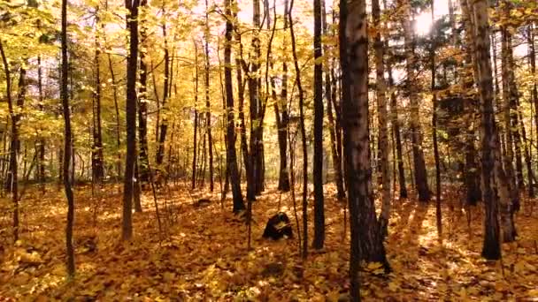 Bois de forêt d'automne coloré — Video