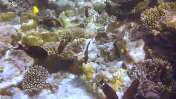 Rif met een verscheidenheid aan harde en zachte koralen en tropische vissen. Malediven Indische Oceaan. — Stockvideo