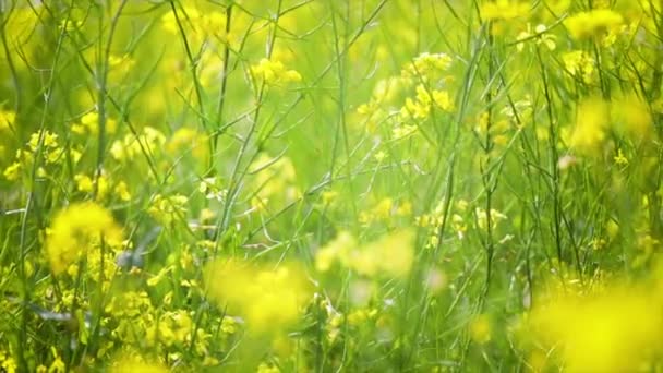 Flores de mostaza. Mostaza mística flor de felicidad y salud . — Vídeos de Stock