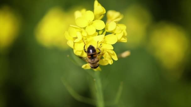 L'ape raccoglie il nettare dal fiore di colza senape slow motion . — Video Stock