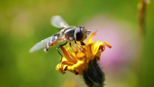 Wasp sbírá nektar z květu crepis alpina zpomalení. — Stock video