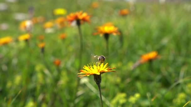 Bee collects nectar from flower crepis alpina — Stock Video