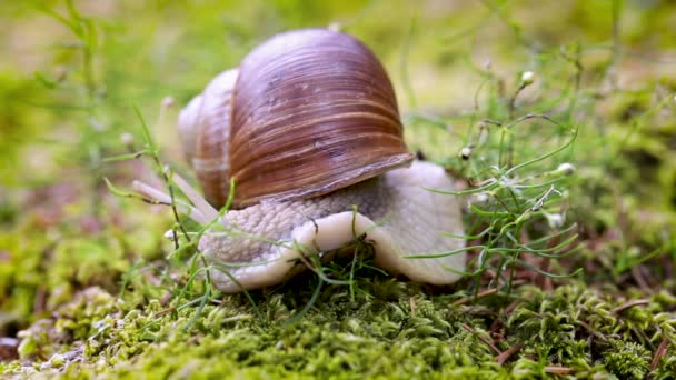 Helix pomatia je také šnek římský, hlemýžď burgundský, hlemýžď jedlý nebo hlemýžď říční, je druh velkého, jedlého, vzduchem dýchajícího šneka, suchozemského plže plždí rodu Helicidae. — Stock video