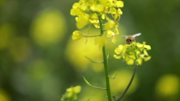 L'abeille recueille le nectar de la fleur de colza moutarde au ralenti . — Video