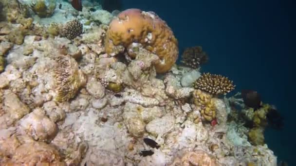 Rif met een verscheidenheid aan harde en zachte koralen en tropische vissen. Malediven Indische Oceaan. — Stockvideo