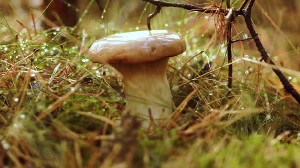 Гриб Болетус у сонячному лісі під дощем. Boletus - рід грибів, що виробляє гриби, що налічує понад 100 видів.. — стокове відео