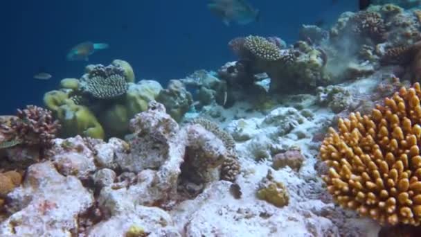 Rafa z różnymi twardymi i miękkimi koralowcami i tropikalnymi rybami. Malediwy Ocean Indyjski. — Wideo stockowe