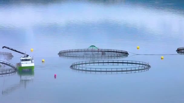 Prachtige natuur Noorwegen natuur landschap meeuwen op de oude pier — Stockvideo