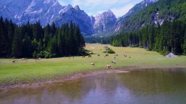 馬は緑の畑で放牧する。Lago di Fusine Superioreイタリアアルプス湖。空中FPVドローン飛行. — ストック動画