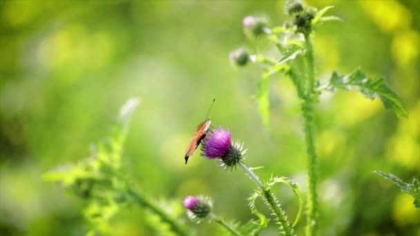 Pillangó közelkép egy virág lassított felvételen — Stock videók
