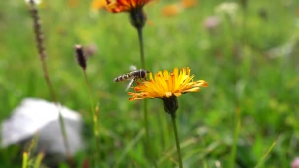 La abeja recoge el néctar de la flor crepis alpina — Vídeos de Stock