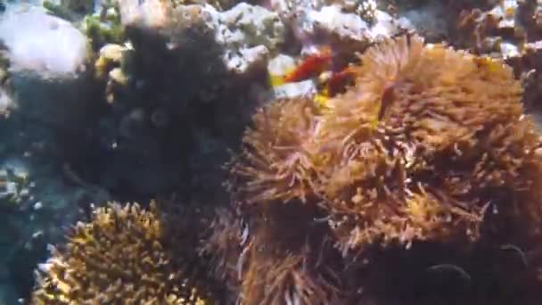 Peces tópicos de agua salada, pez payaso - Arrecife de coral en las Maldivas, pez anémona — Vídeos de Stock