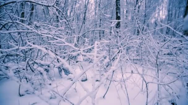 Снежные ветви в лесу . — стоковое видео