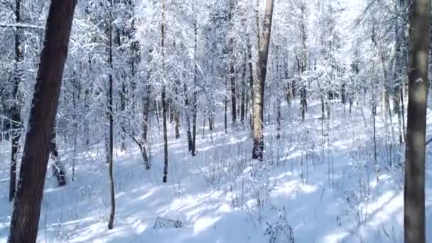 Flyger mellan träden i snöig skog vinter. — Stockvideo