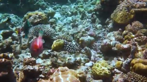 有各种硬珊瑚、软珊瑚和热带鱼的红藻礁。马尔代夫印度洋. — 图库视频影像