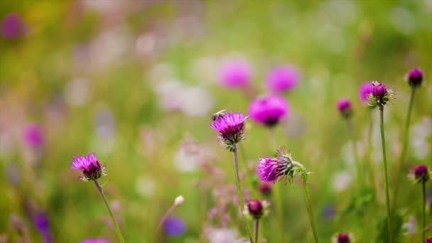 Оса собирает нектар из цветка Milk Thistle на альпийских лугах. Видео с низкой глубиной поля замедленной съемки — стоковое видео