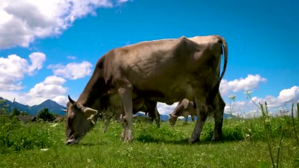 Betesmark för kor vid Alperna — Stockvideo